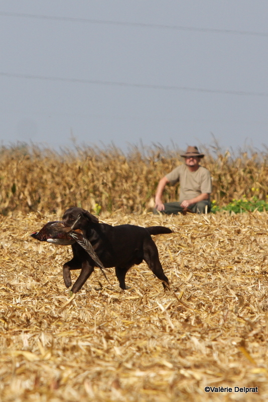 Field Erstein 09 (66).JPG